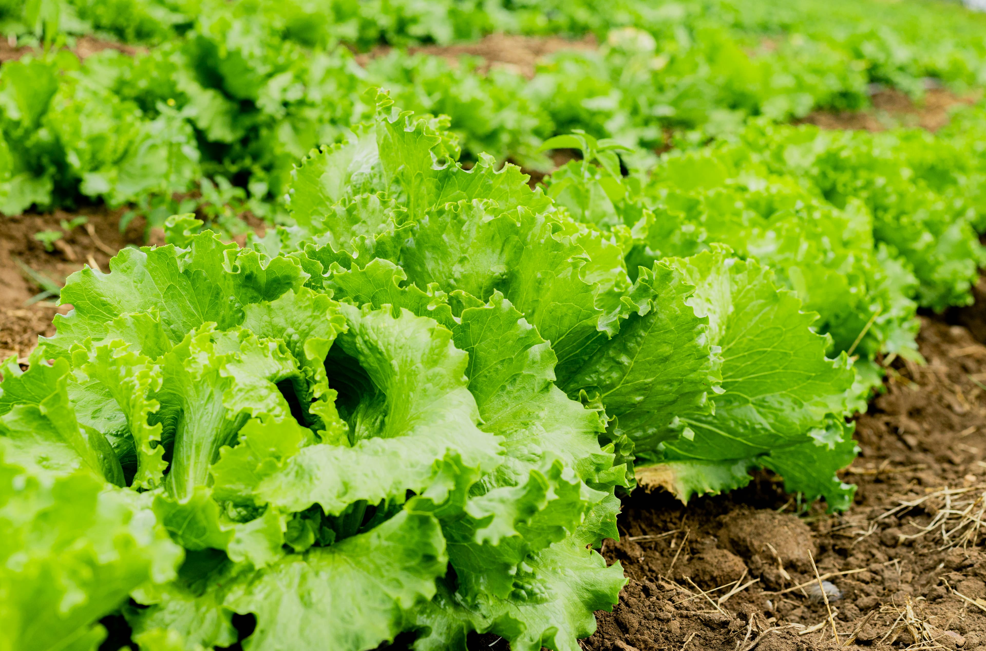 Herbs & Veggies editorial image