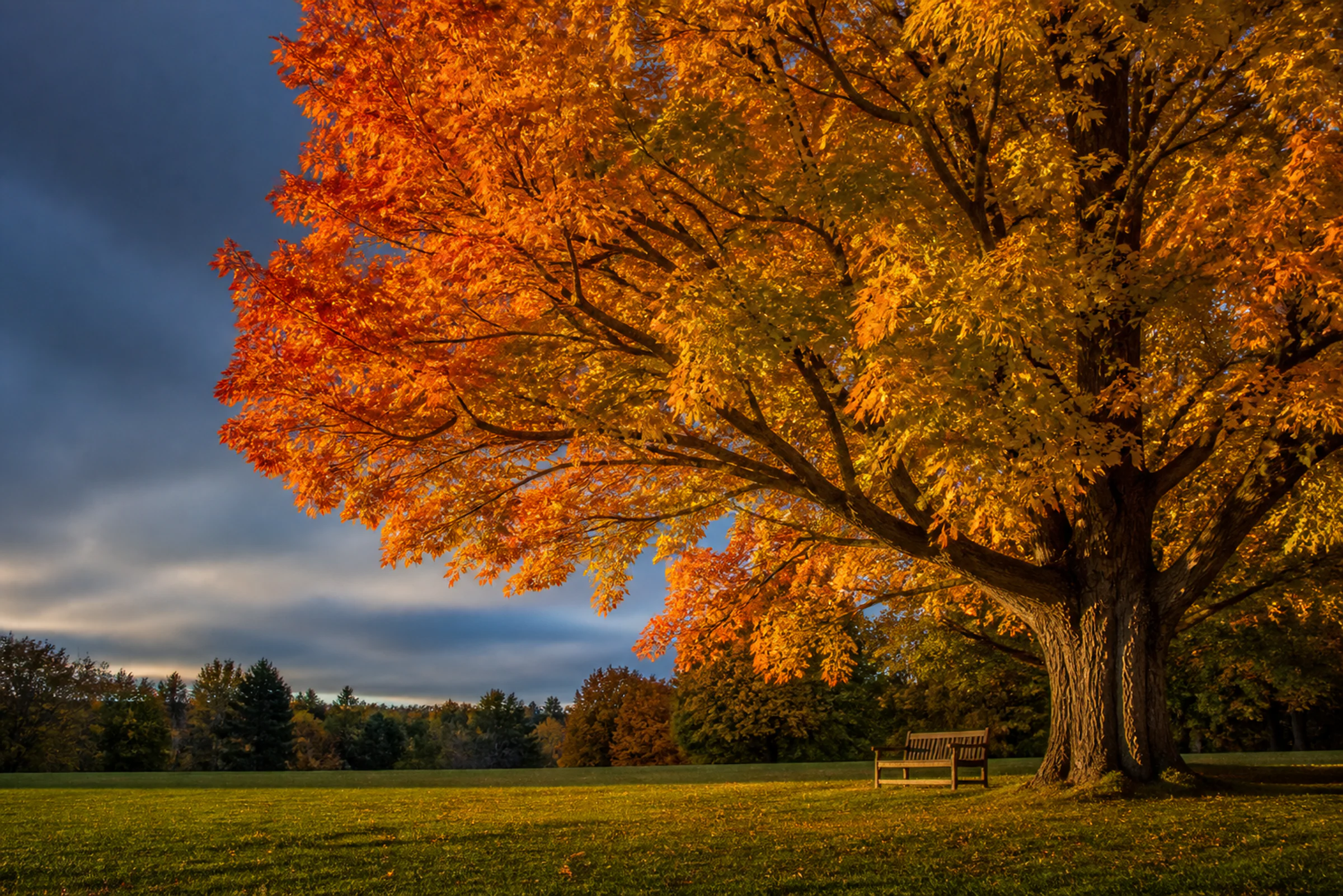 Shade & Ornamental Trees