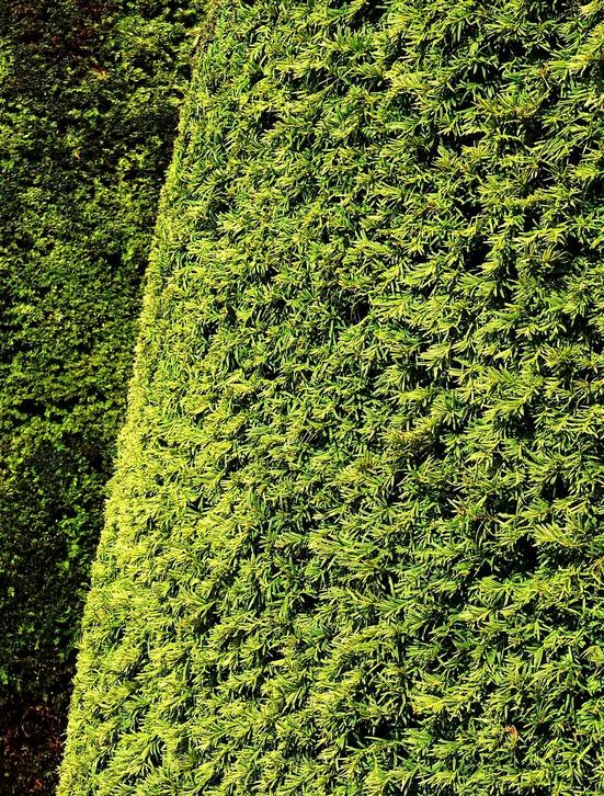 Trees & Garden Structure