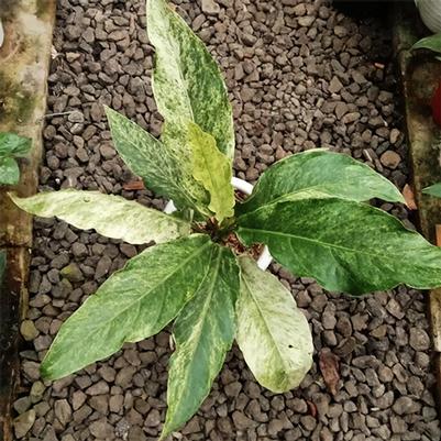 Tropicals & Houseplants