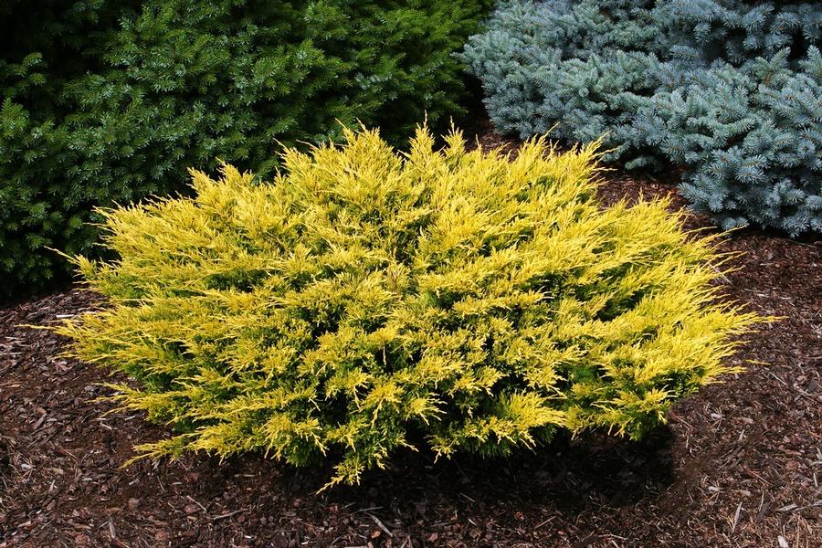 Juniperus Horizontalis - from Scotts Garden Centre