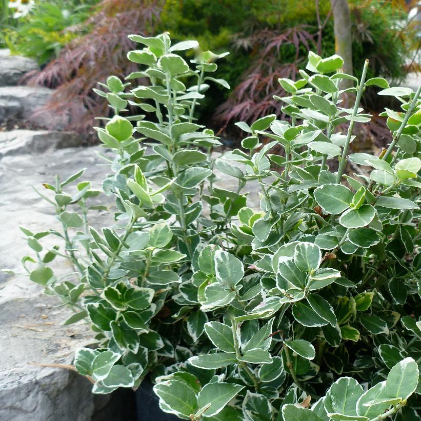 Euonymus 'Emerald Gaiety' - from Scotts Garden Centre