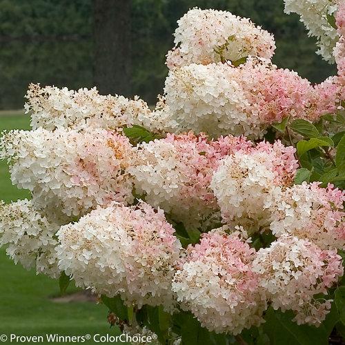 Hydrangea Paniculata 'Little lamb' - Dwarf Panicle Hydrangea from Scotts Garden Centre