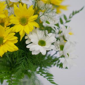 Daisy Delights Daisy Delights