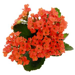 Potted Kalanchoe Potted Kalanchoe