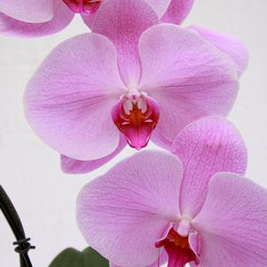 Potted Orchid Potted Orchid